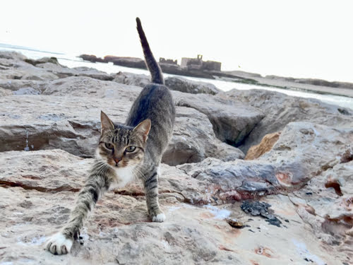 essaouira gatti di strada marocco