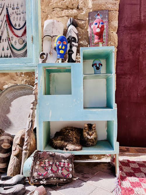 essaouira gatti nascosti negli scordo della medina