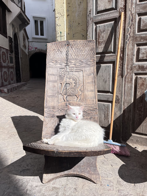 essaouira gatti di strada in marocco 