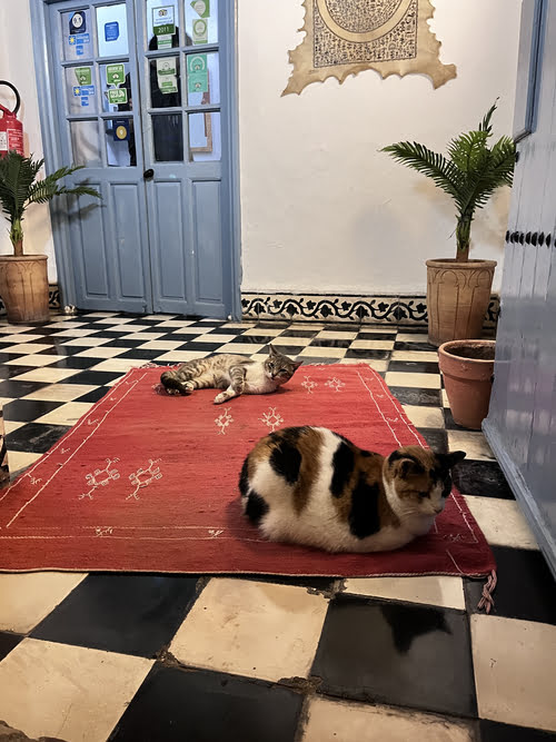 gatti tra i riad di Essaouira